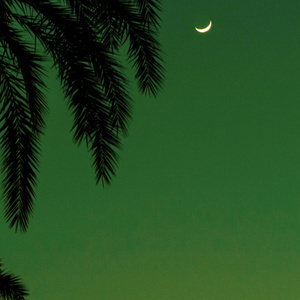 欧美穿环穿孔HD
